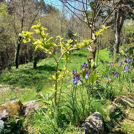 Quinta Do Castermo-floresta 5 Personnes Ribeiros